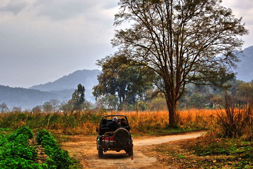 Wildlife Safari